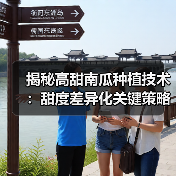 揭秘高甜南瓜种植技术:甜度差异化关键策略(图2) 揭秘高甜南瓜种植技术:甜度差异化关键策略(图2)