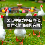 苦瓜种植竞争白热化,差异化策略如何突围?(图3) 苦瓜种植竞争白热化,差异化策略如何突围?(图3)
