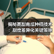 揭秘高甜南瓜种植技术:甜度差异化关键策略(图4) 揭秘高甜南瓜种植技术:甜度差异化关键策略(图4)