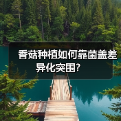 香菇种植如何靠菌盖差异化突围？