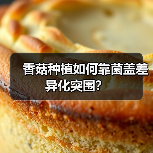 香菇种植如何靠菌盖差异化突围?(图2) 香菇种植如何靠菌盖差异化突围?(图2)