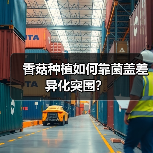 香菇种植如何靠菌盖差异化突围?(图3) 香菇种植如何靠菌盖差异化突围?(图3)