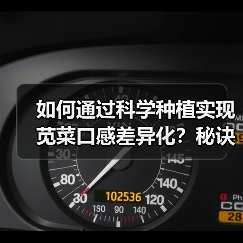 如何通过科学种植实现苋菜口感差异化?秘诀全解析(图3) 如何通过科学种植实现苋菜口感差异化?秘诀全解析(图3)