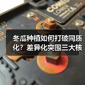 冬瓜种植如何打破同质化?差异化突围三大核心策略(图3) 冬瓜种植如何打破同质化?差异化突围三大核心策略(图3)
