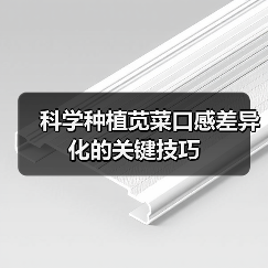 科学种植苋菜口感差异化的关键技巧(图3) 科学种植苋菜口感差异化的关键技巧(图3)