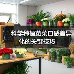科学种植苋菜口感差异化的关键技巧