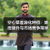 空心菜差异化种植：嫩度提升与市场竞争策略