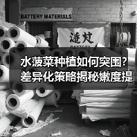 水菠菜种植如何突围？差异化策略揭秘嫩度提升秘诀