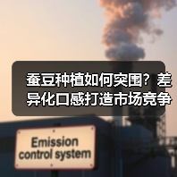 蚕豆种植如何突围？差异化口感打造市场竞争力