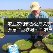 农业农村部办公厅关于开展“互联网+ ”农产品出村进城工程试点工作的通知(图3) 农业农村部办公厅关于开展“互联网+ ”农产品出村进城工程试点工作的通知(图3)