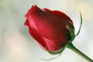 火龙果皮的功效与作用有哪些 - 案例展示图