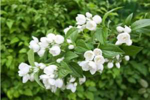 风信子的种植技术有哪些? - 案例展示图