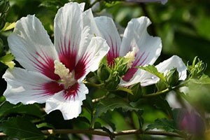 木槿花的形态特征和修剪方法有哪些? - 案例展示图