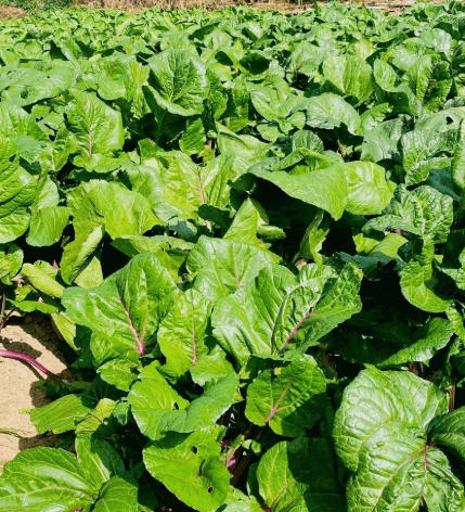 山北洼农庄秋季生态采摘节启幕!脆甜萝卜+鲜嫩生菜等你来尝(图1) 山北洼农庄秋季生态采摘节启幕!脆甜萝卜+鲜嫩生菜等你来尝(图1)