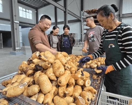 （乡村行·看振兴）湖北宜昌：特色农业扬帆远航(图1)