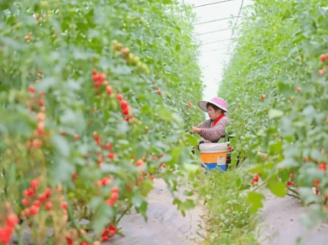 (乡村行·看振兴)大棚种植绿意浓 江西赣县“蔬”写产业新篇章(图1) (乡村行·看振兴)大棚种植绿意浓 江西赣县“蔬”写产业新篇章(图1)