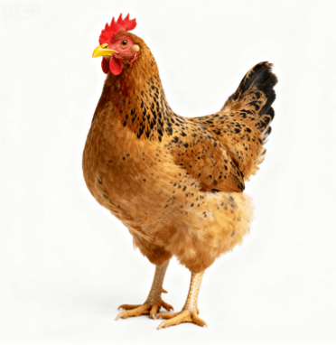 山北洼农庄土鸡