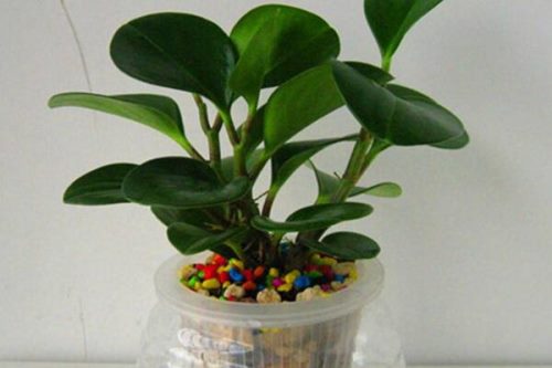 紫边碧玉的作用，装饰作用、药用价值、净化效果