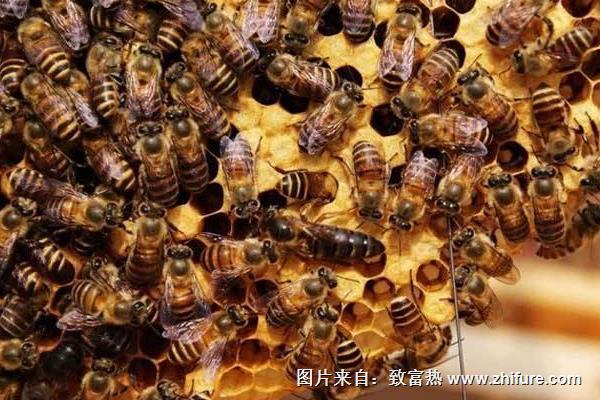 养蜂取蜂蜜方法与注意事项(图1) 养蜂取蜂蜜方法与注意事项