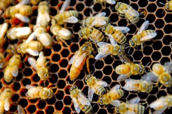 养蜂取蜂蜜方法与注意事项(图5) 养蜂取蜂蜜方法与注意事项