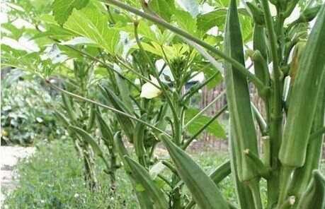 怎样种黄秋葵(图1)