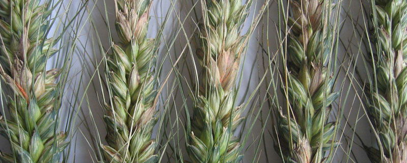 劲护氰烯菌酯使用多久？