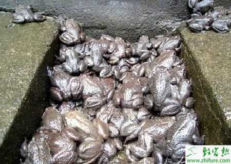 浅析石蛙的繁殖习性(图2)