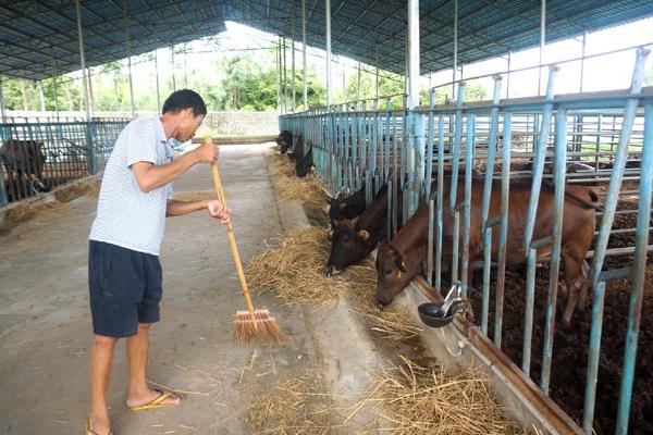 牛健胃用什么药 4种给牛开胃的药方