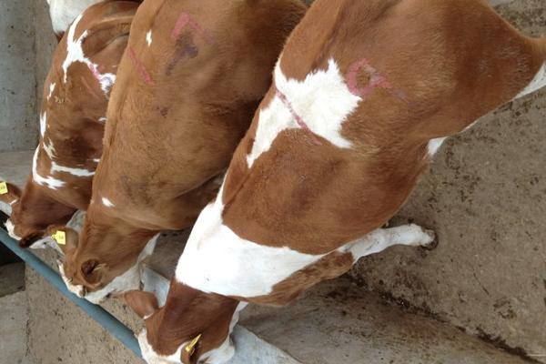 牛健胃用什么药 4种给牛开胃的药方