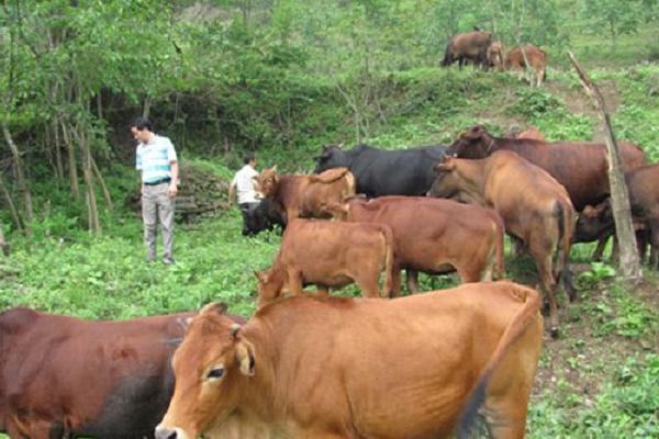 牛健胃用什么药 4种给牛开胃的药方