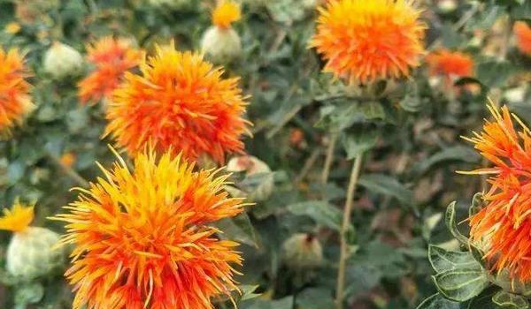 红花的种植时间和技术