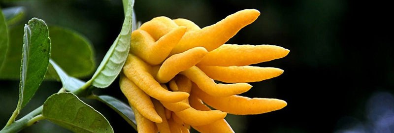 佛手的经济价值及栽培技术