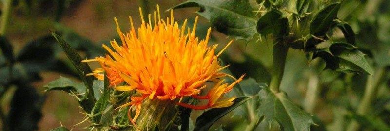 红花的种植时间和技术