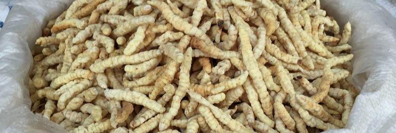 草石蚕种植技术