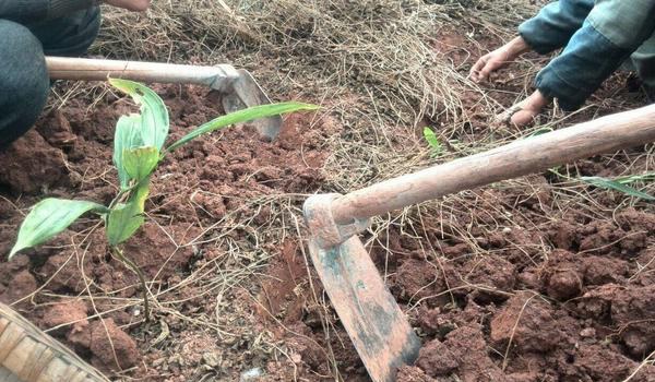 草石蚕种植技术