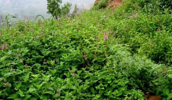 草石蚕种植技术