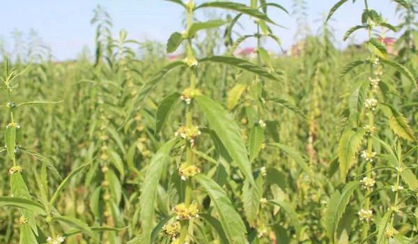 草石蚕种植技术