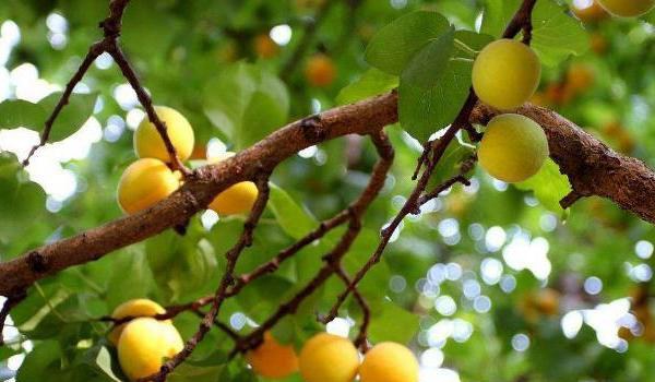 杏树什么时候剪枝最好