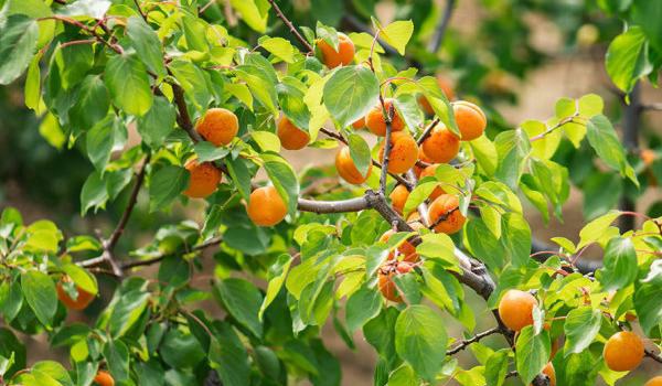 杏树什么时候剪枝最好