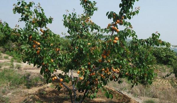 杏树什么时候剪枝最好