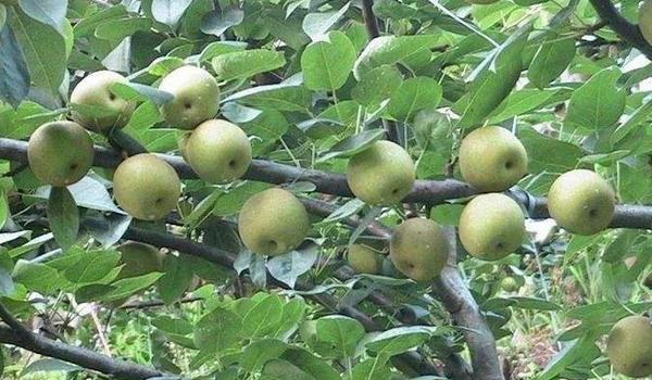 四川适合种植什么果树