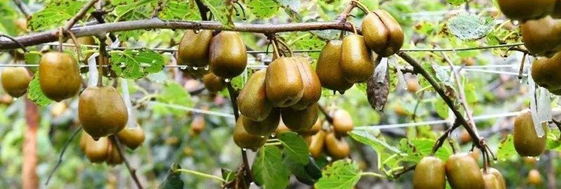 四川适合种植什么果树