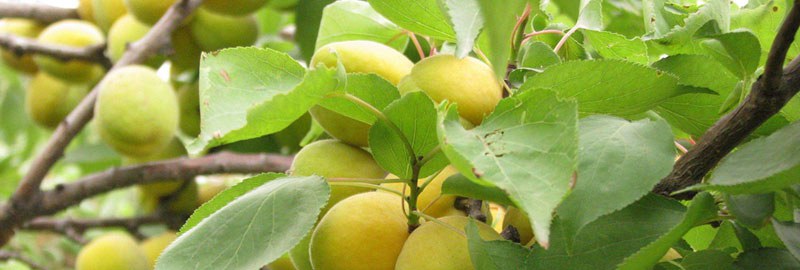 杏树什么时候剪枝最好