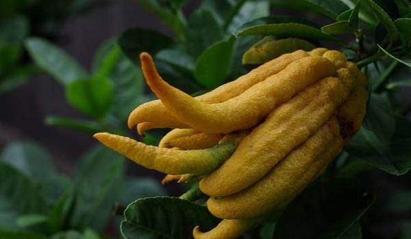 佛手的经济价值及栽培技术