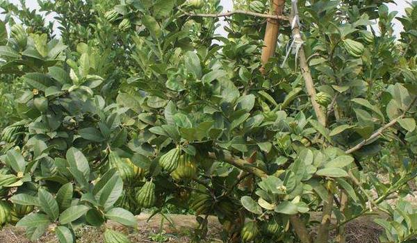 佛手的经济价值及栽培技术