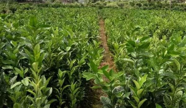 佛手的经济价值及栽培技术