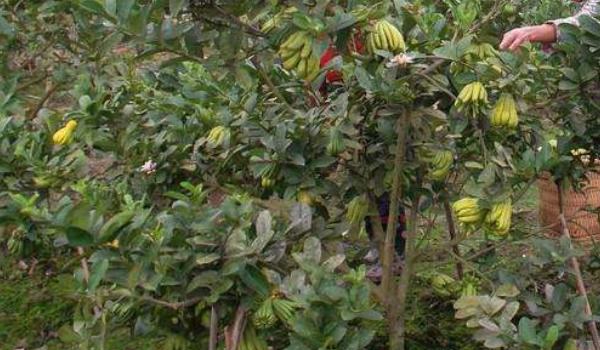 佛手的经济价值及栽培技术