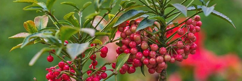 朱砂根的养殖方法和注意事项介绍(图1) 朱砂根的养殖方法和注意事项