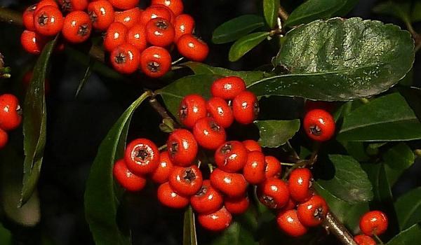 朱砂根的养殖方法和注意事项介绍(图3) 朱砂根的养殖方法和注意事项