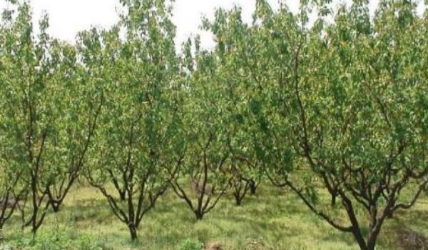杏树栽培技术要点